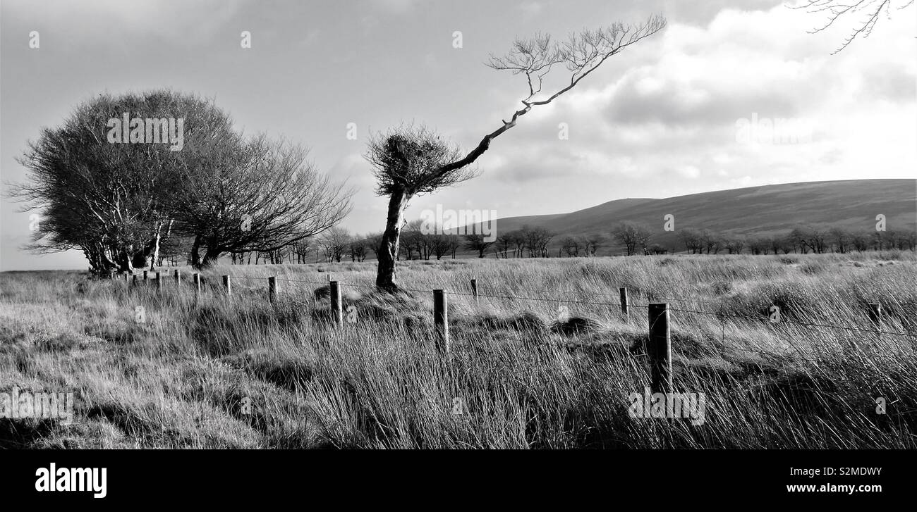 Tree shaped by the constant wind blowing through the moors Stock Photo