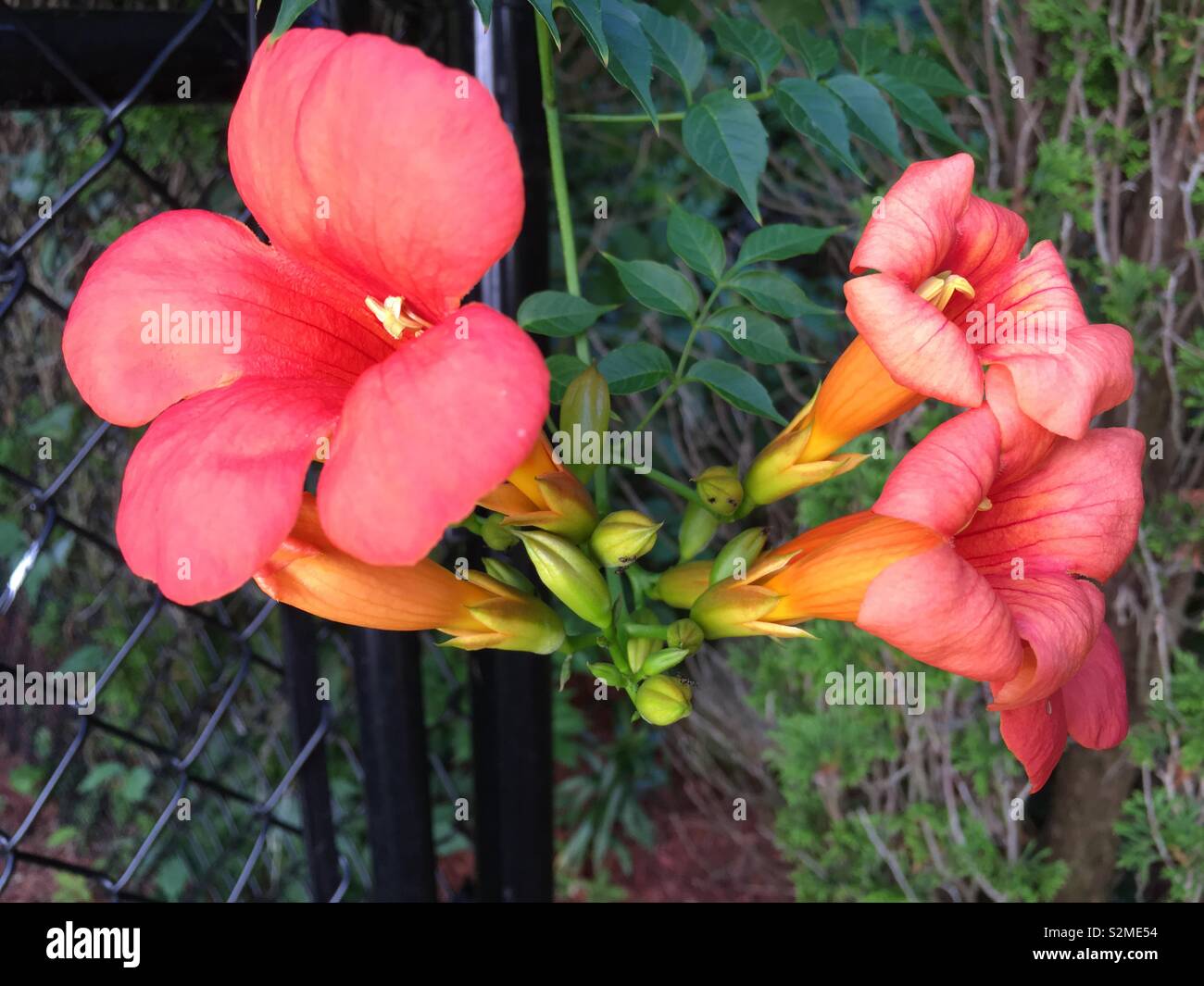 Orange Trumpet flowers Stock Photo Alamy