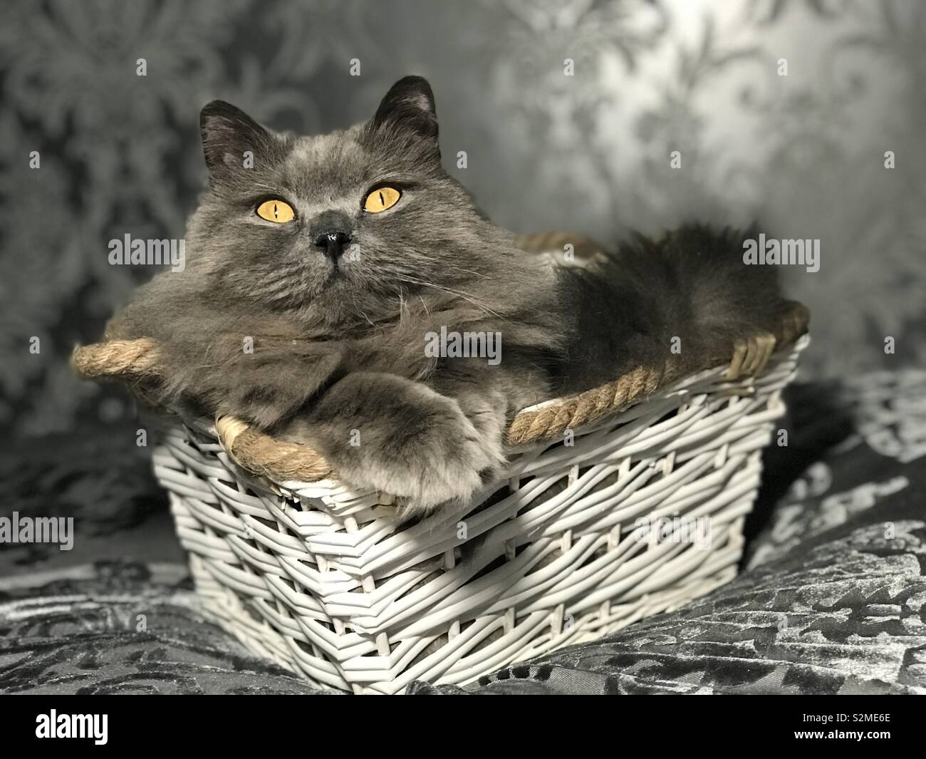 Cat basket Stock Photo Alamy