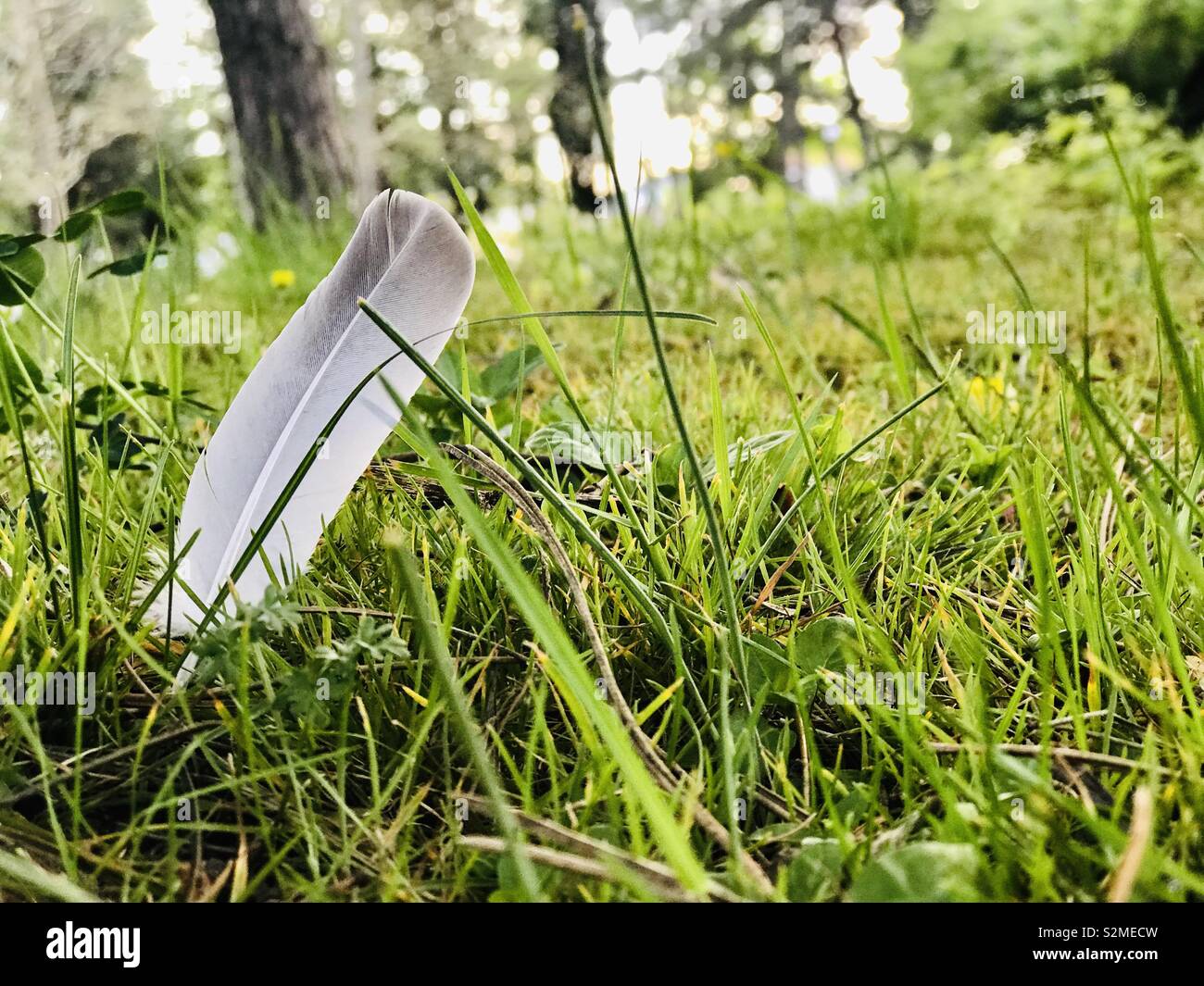 Stubborn grass stock image. Image of grey, cargo, perspective - 9621555