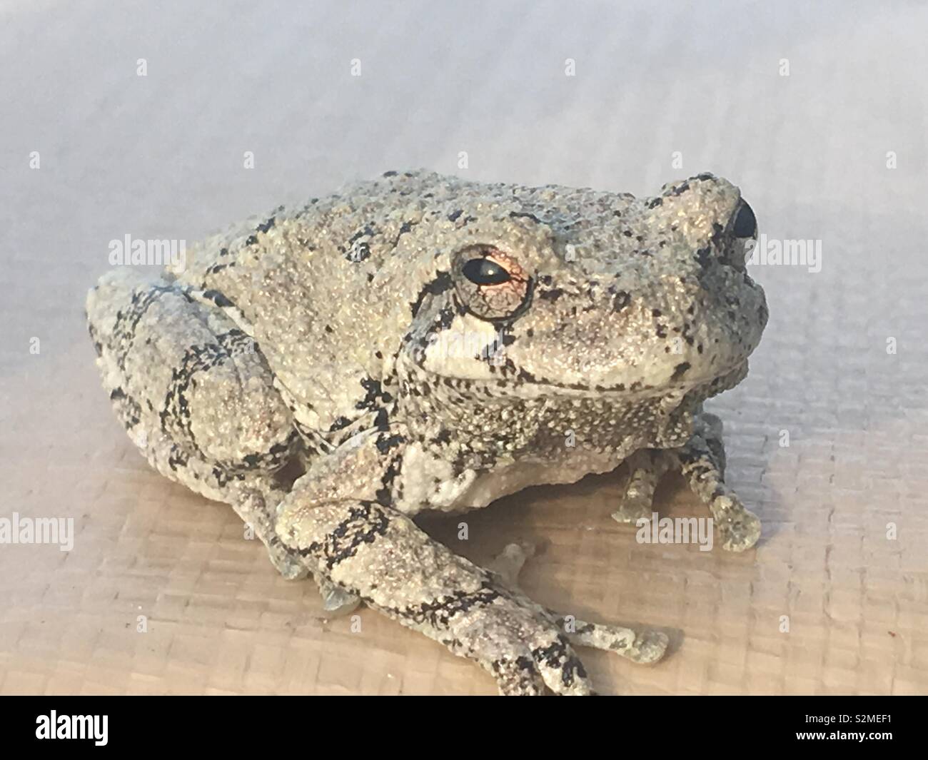 A tree frog resting on a trampoline Stock Photo - Alamy