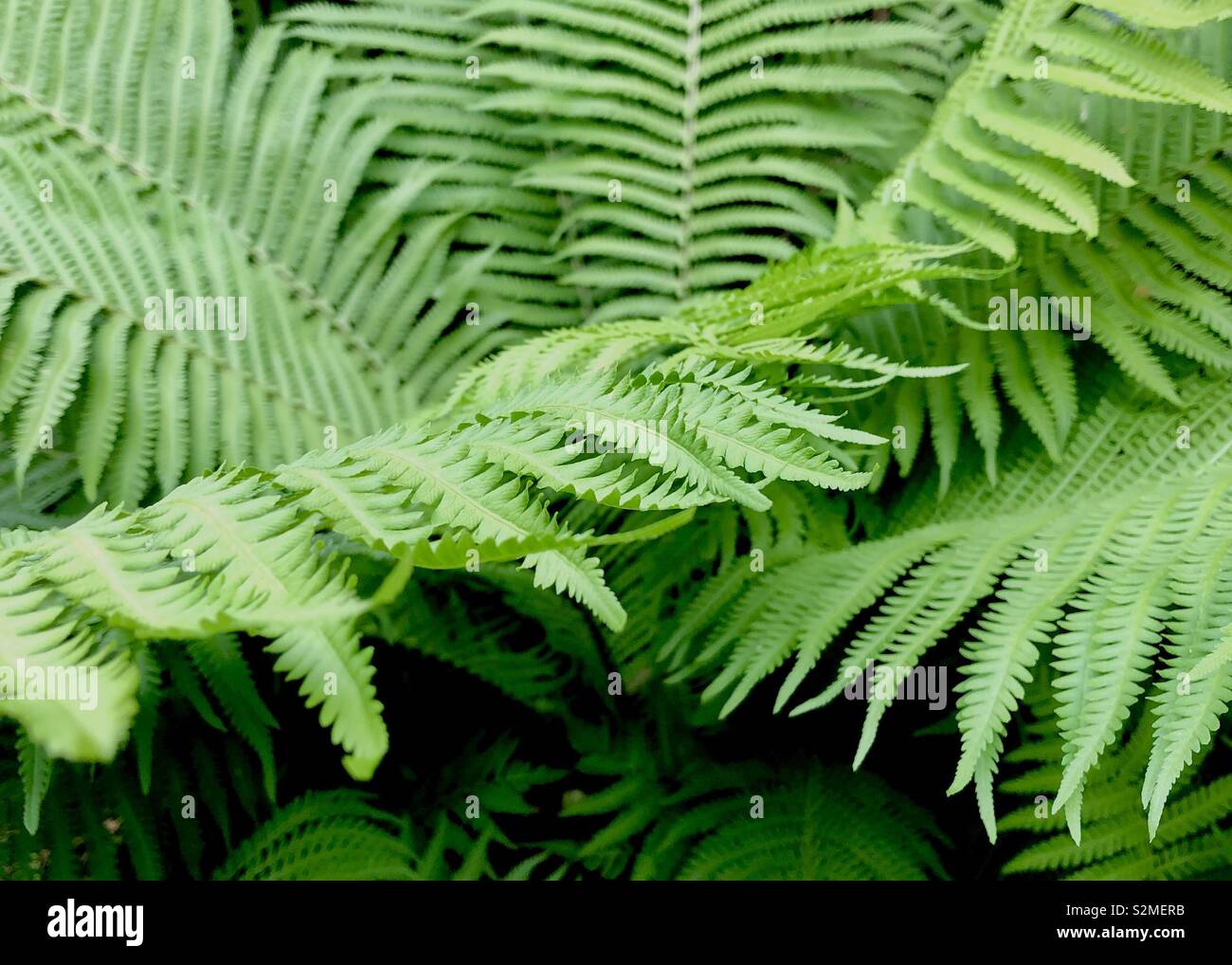 Delicate and lacy spring fern Stock Photo