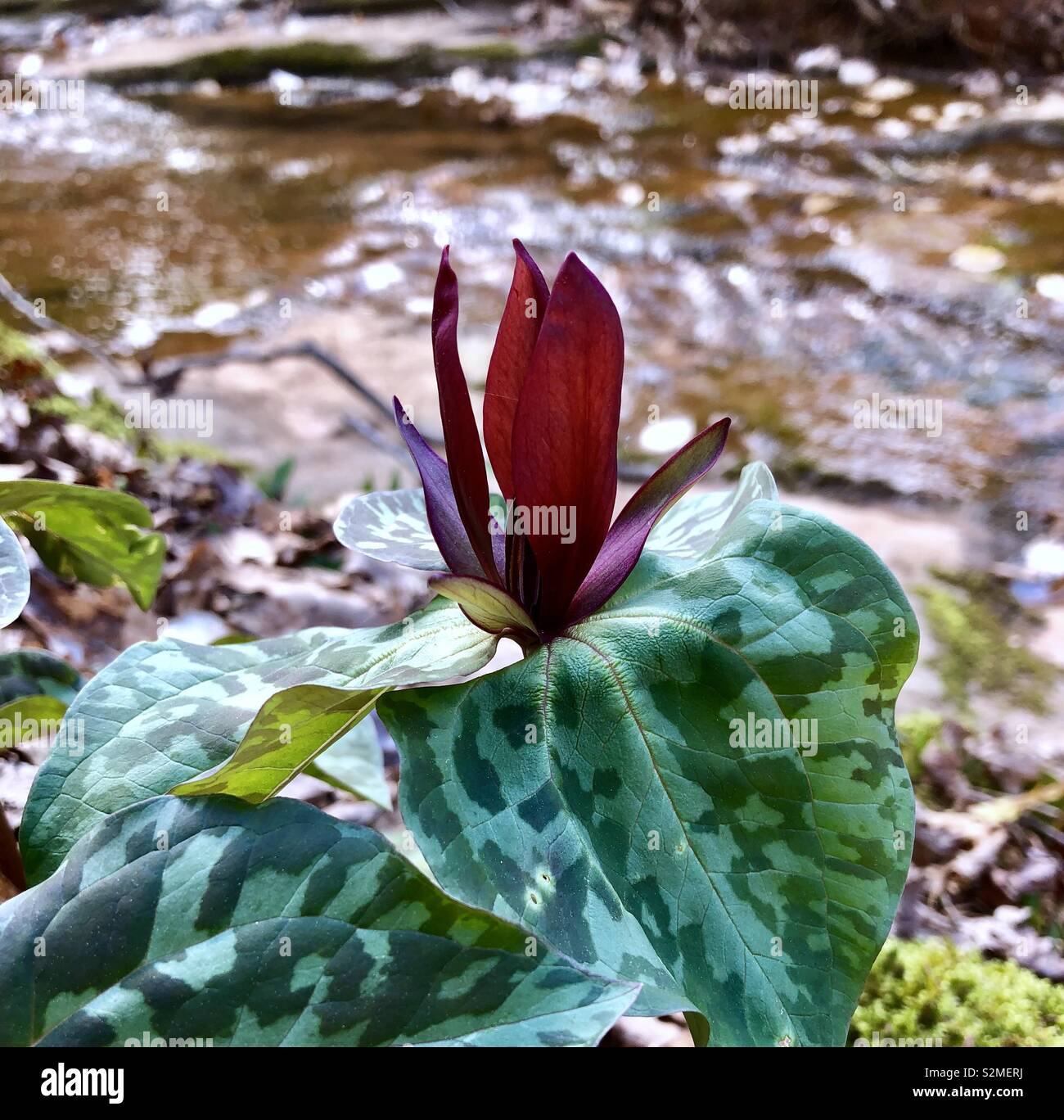 Red trillium along creek Stock Photo