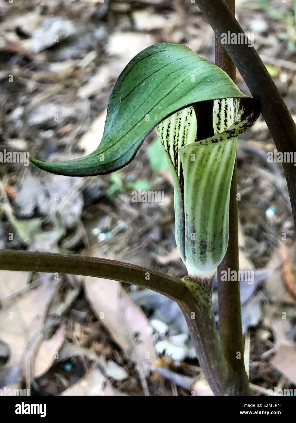 Jack in the Pulpit Stock Photo - Alamy