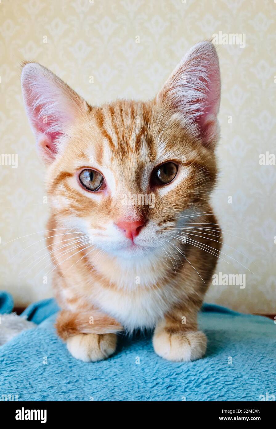 Ginger tabby cat kitten Stock Photo