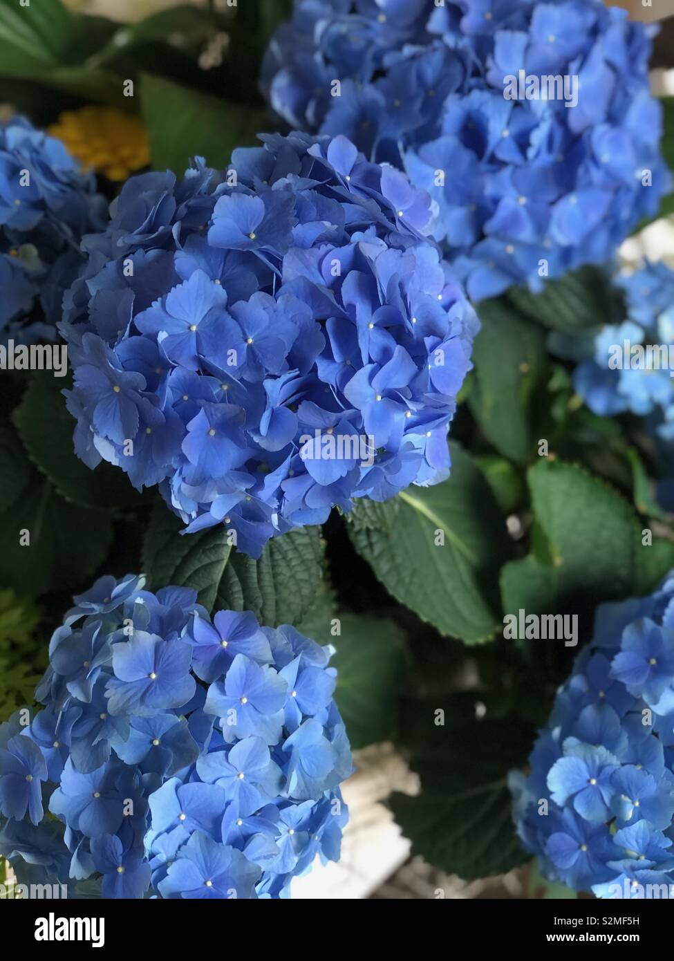 Blue hydrangeas - Smartphone Captured Stock Image