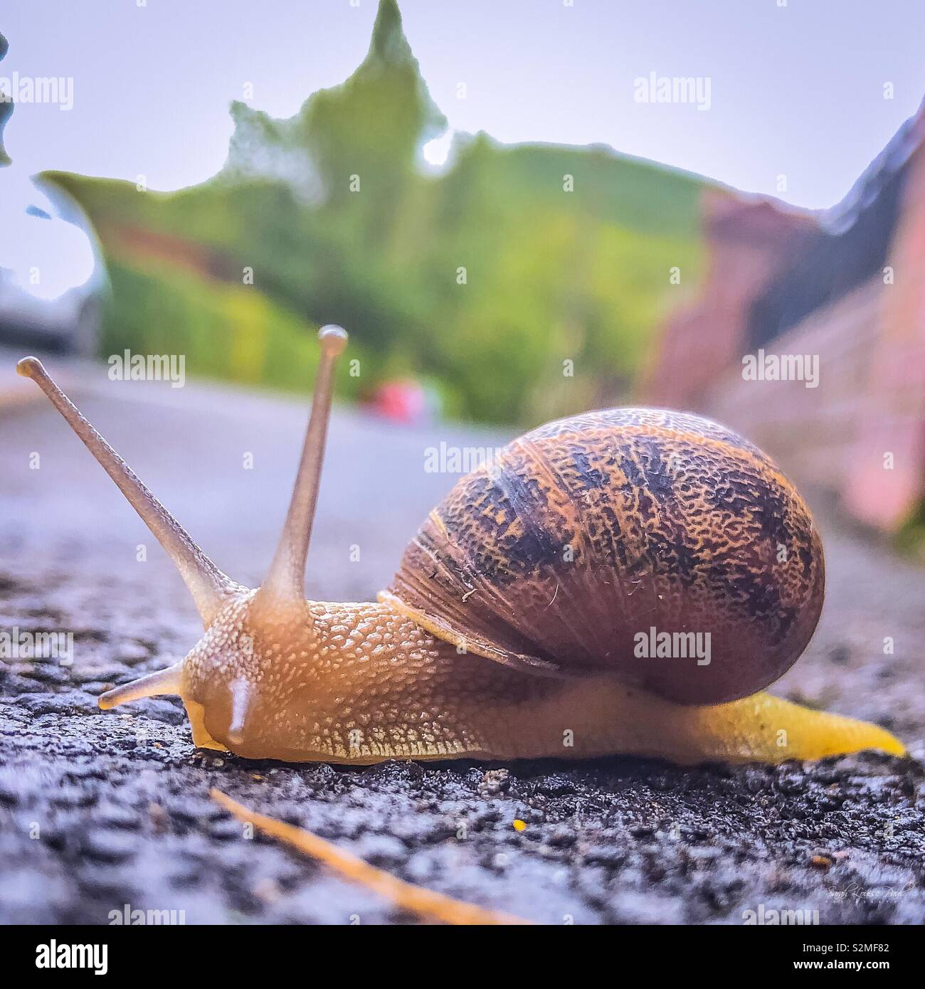 Snail shell spiral hires stock photography and images Alamy