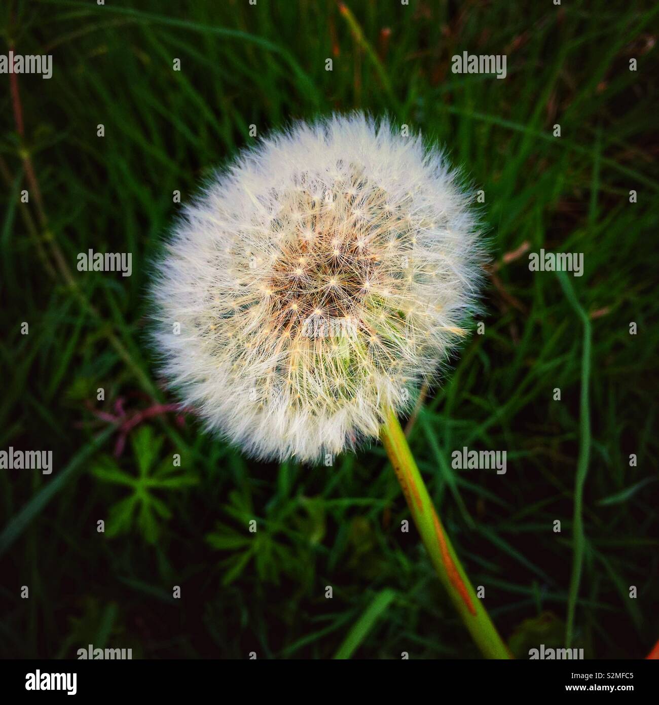 Dandelion - Smartphone Captured Stock Image