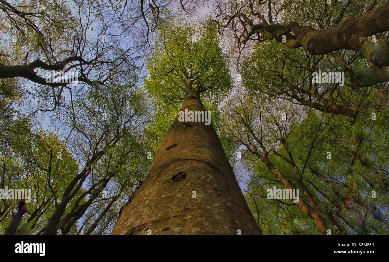 Natural giants... the true custodians of the planet. Stock Photo