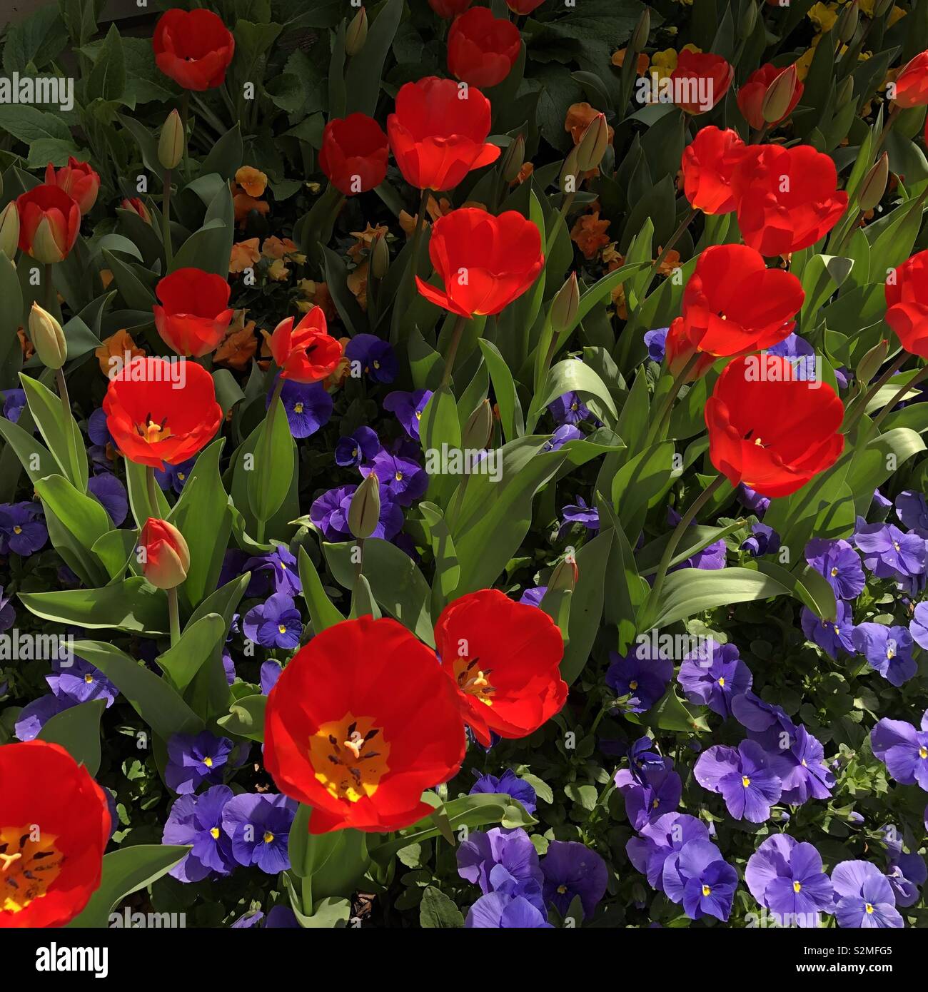 Spectacularly contrasting red tulips and purple pansies Stock Photo