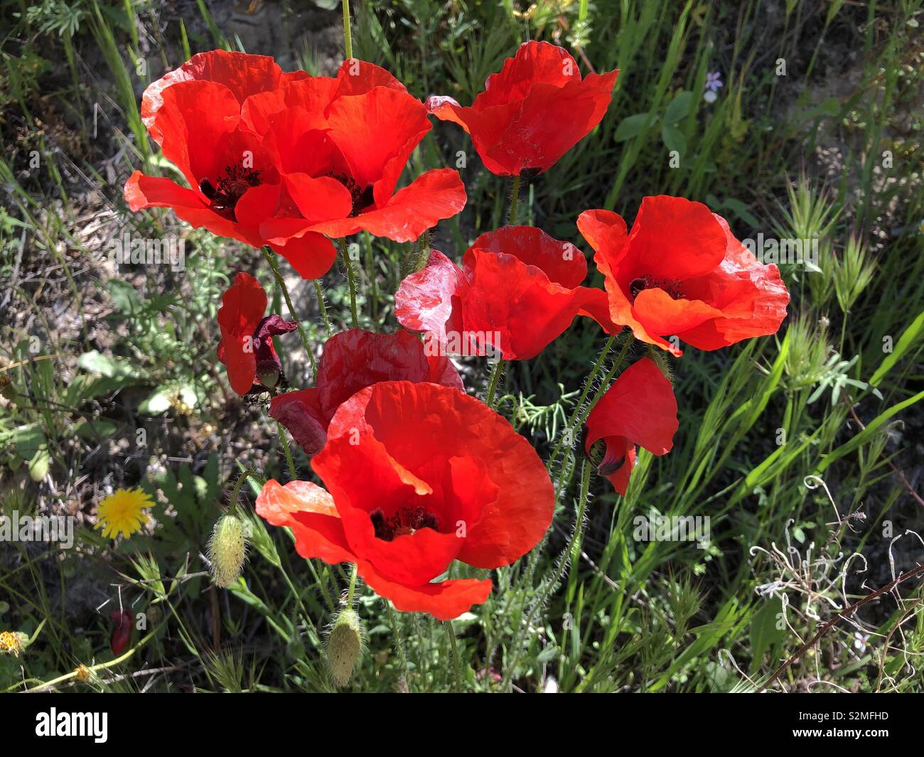 wildflowers in Spring, bright red poppies Stock Photo