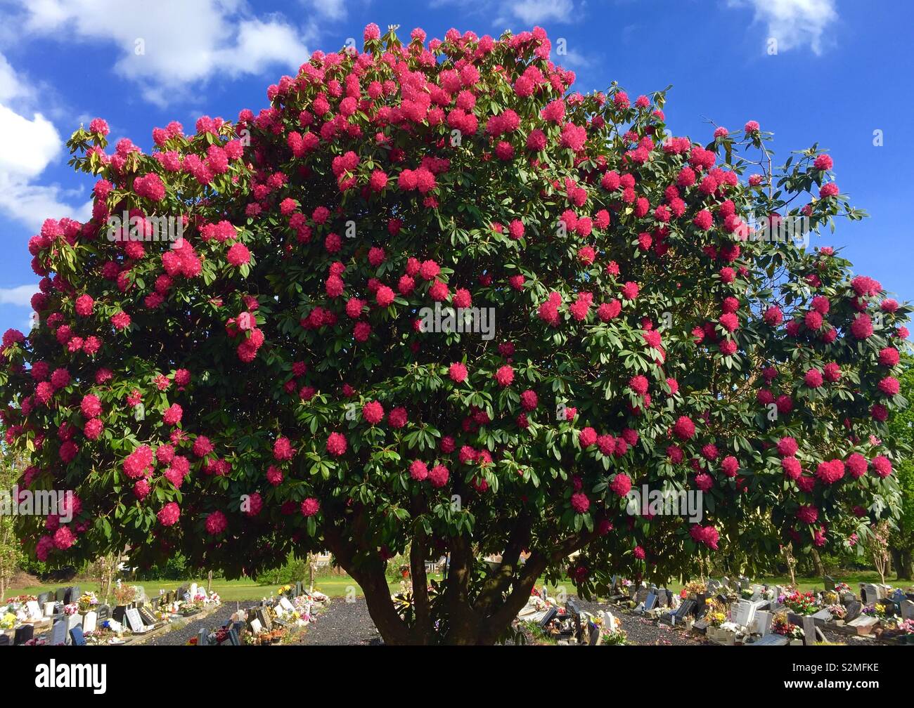 Rhododendron tree flowering in Spring - Smartphone Captured Stock Image