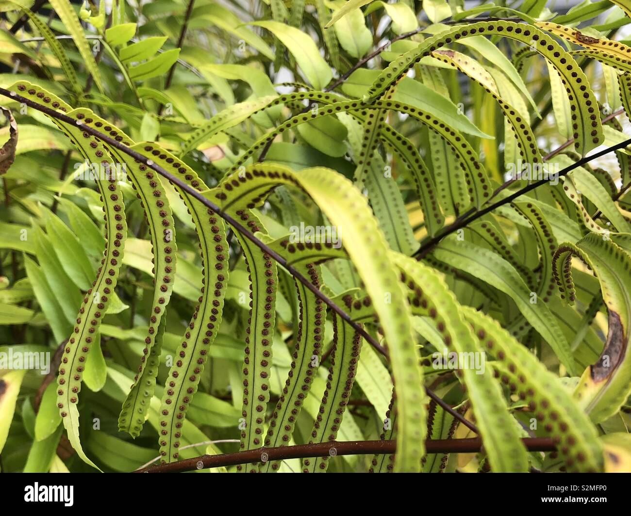Green fern with brown spores Stock Photo
