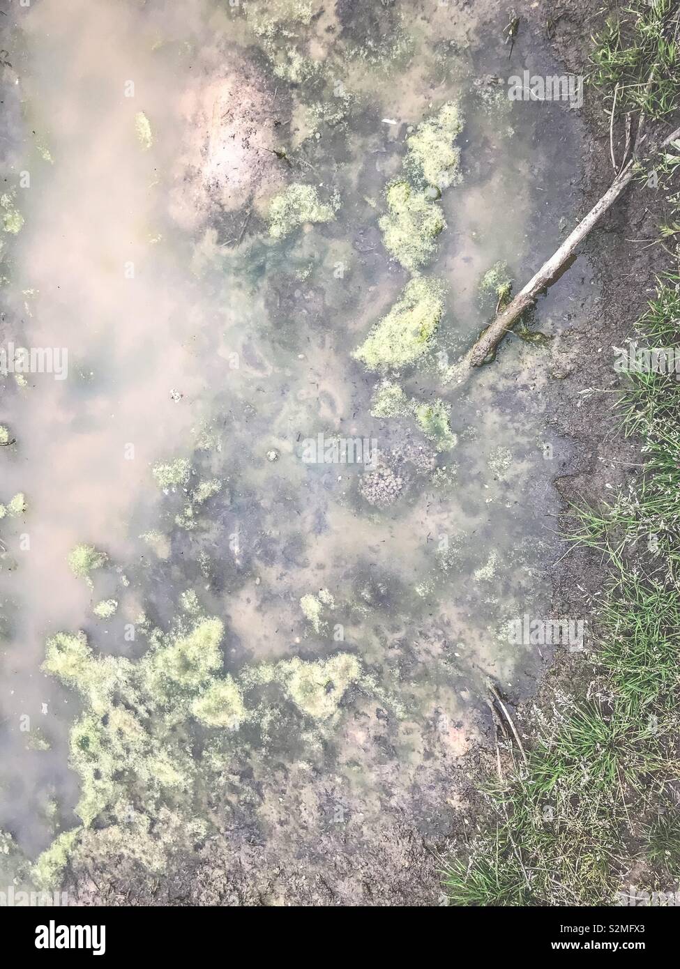 Green muck and brown mud form spumy mixture in puddle - Smartphone Captured Stock Image