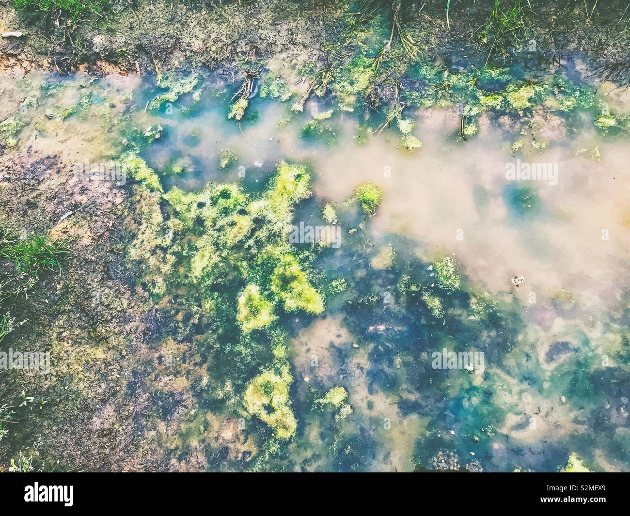Algae thrives in slimy , muddy puddle - Smartphone Captured Stock Image