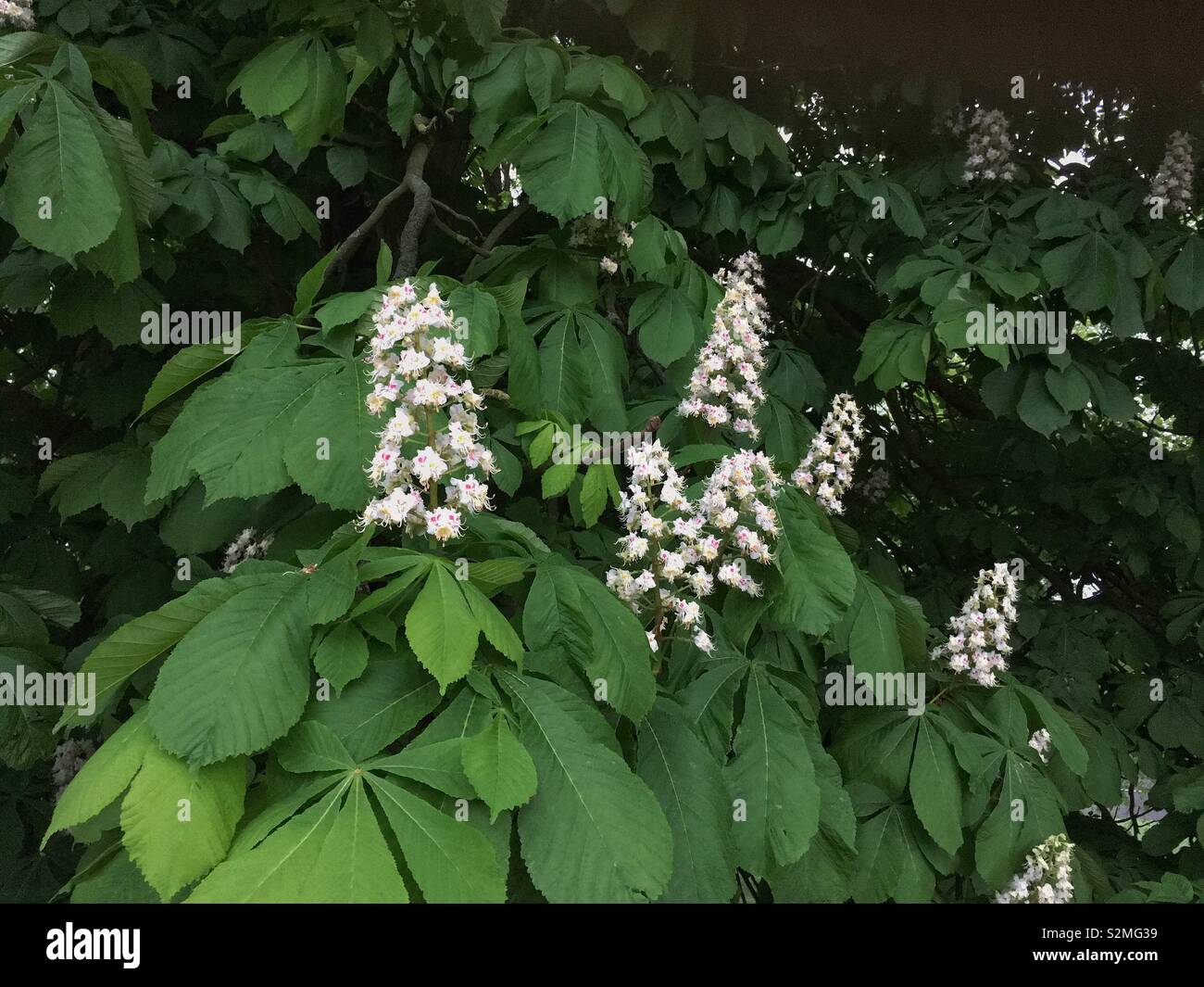 A horse chestnut (Aesculus hippocastanum) tree in flower. - Smartphone Captured Stock Image