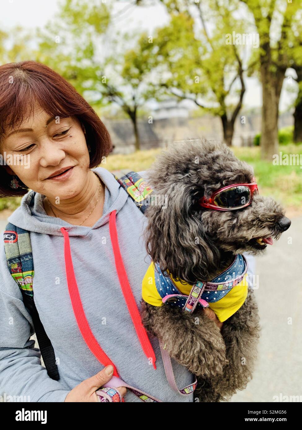 A fashionable Japanese dog who’s his owner. - Smartphone Captured Stock Image