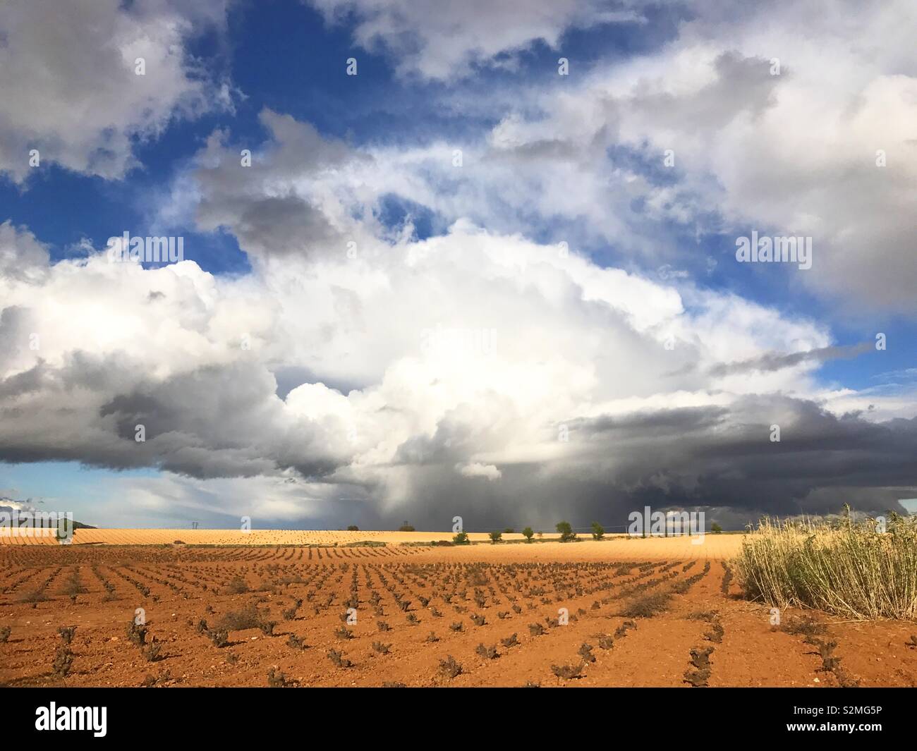 Vineyard. La Mancha, Spain. Stock Photo