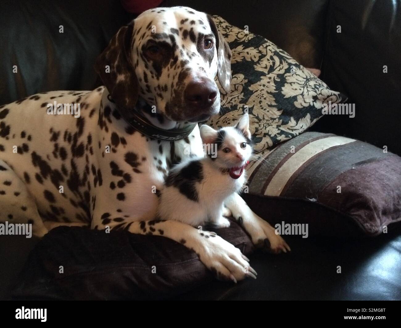 Are Dalmatians Bad For Cats