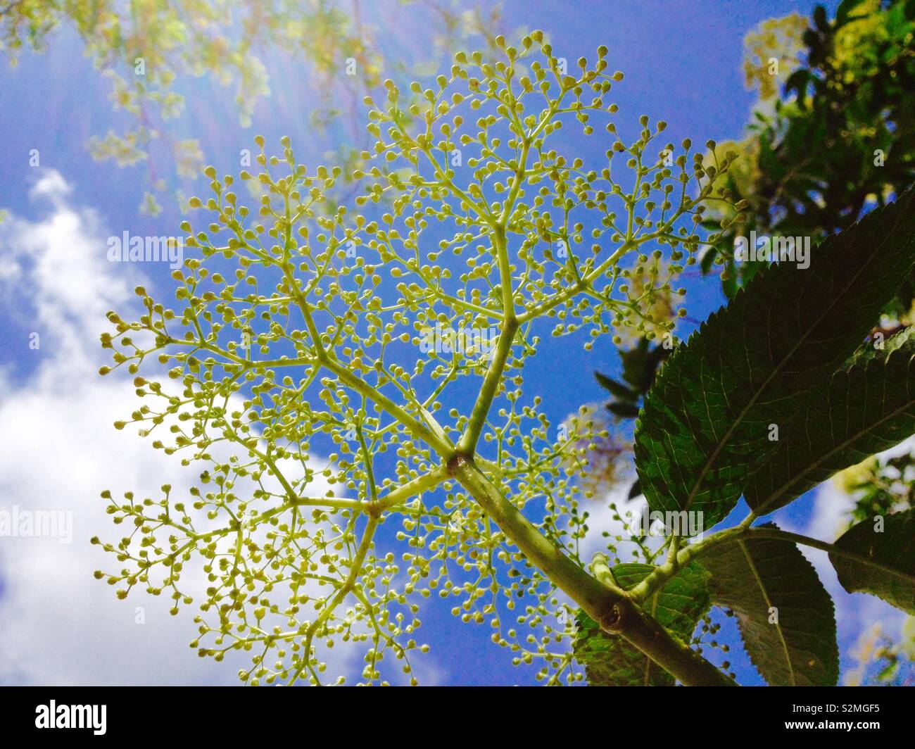 European Black Elderberry (Sambucus nigra) Flower closeup - Smartphone Captured Stock Image