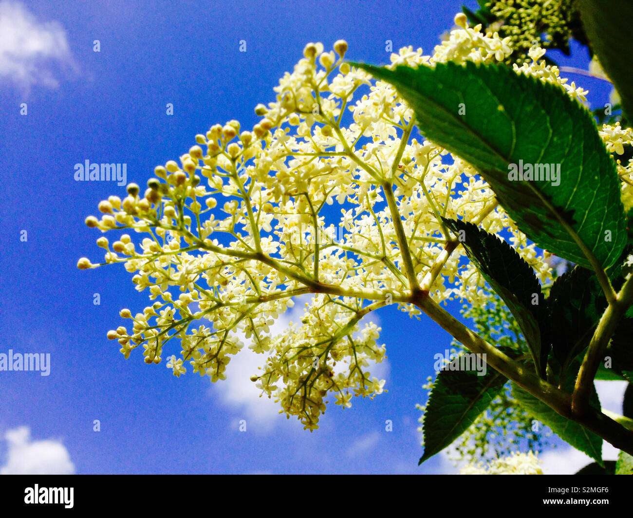 European Black Elderberry ((Sambucus nigra) Flower closeup - Smartphone Captured Stock Image