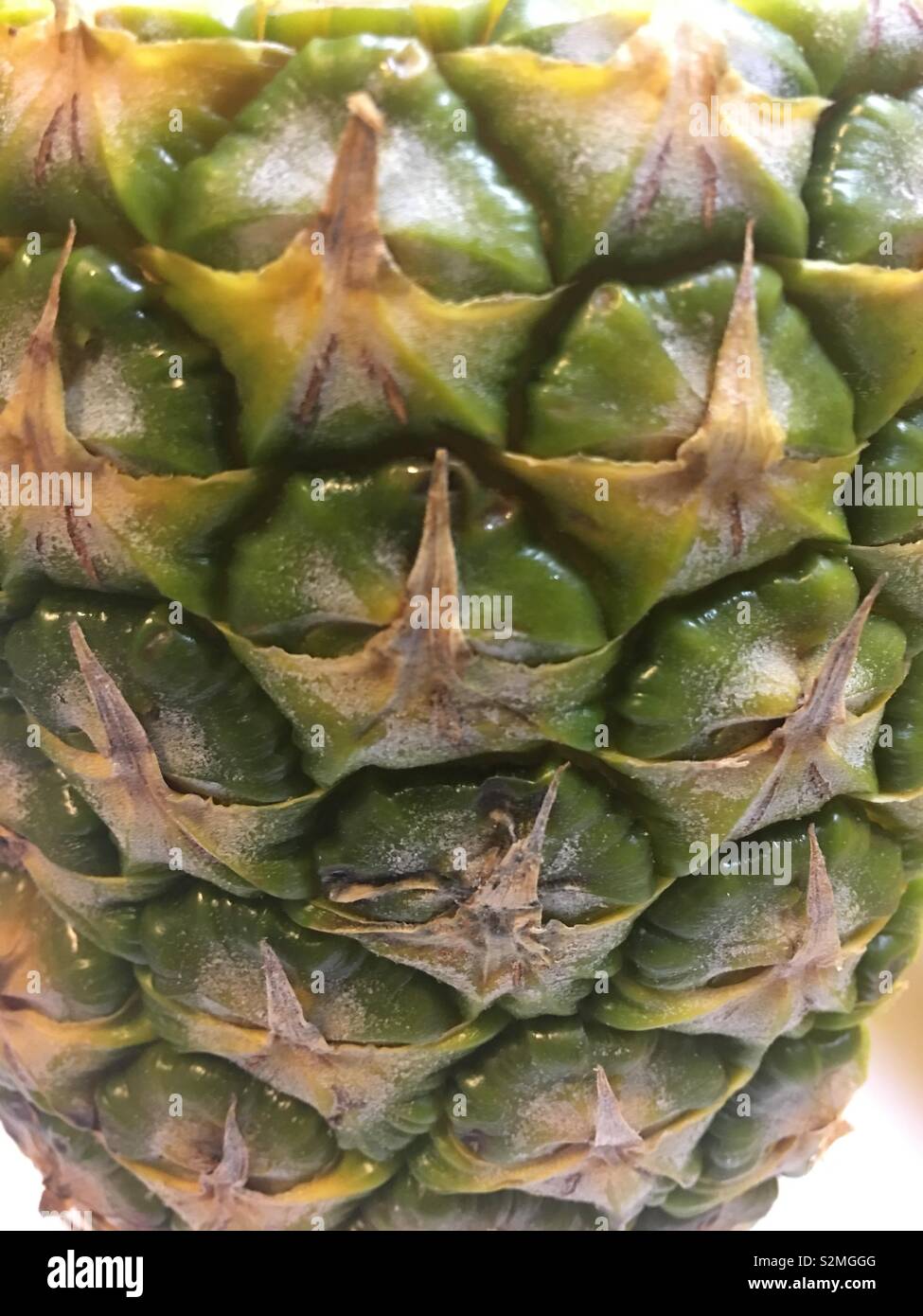 Close up of a (herbaceous perennials) pineapple (ananas comosus) Stock Photo