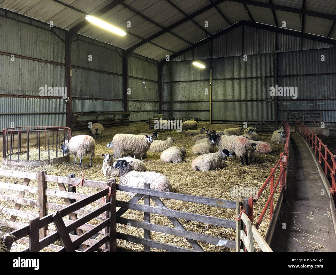 Pregnant ewes ready for lambing in a barn, United Kingdom Stock Photo