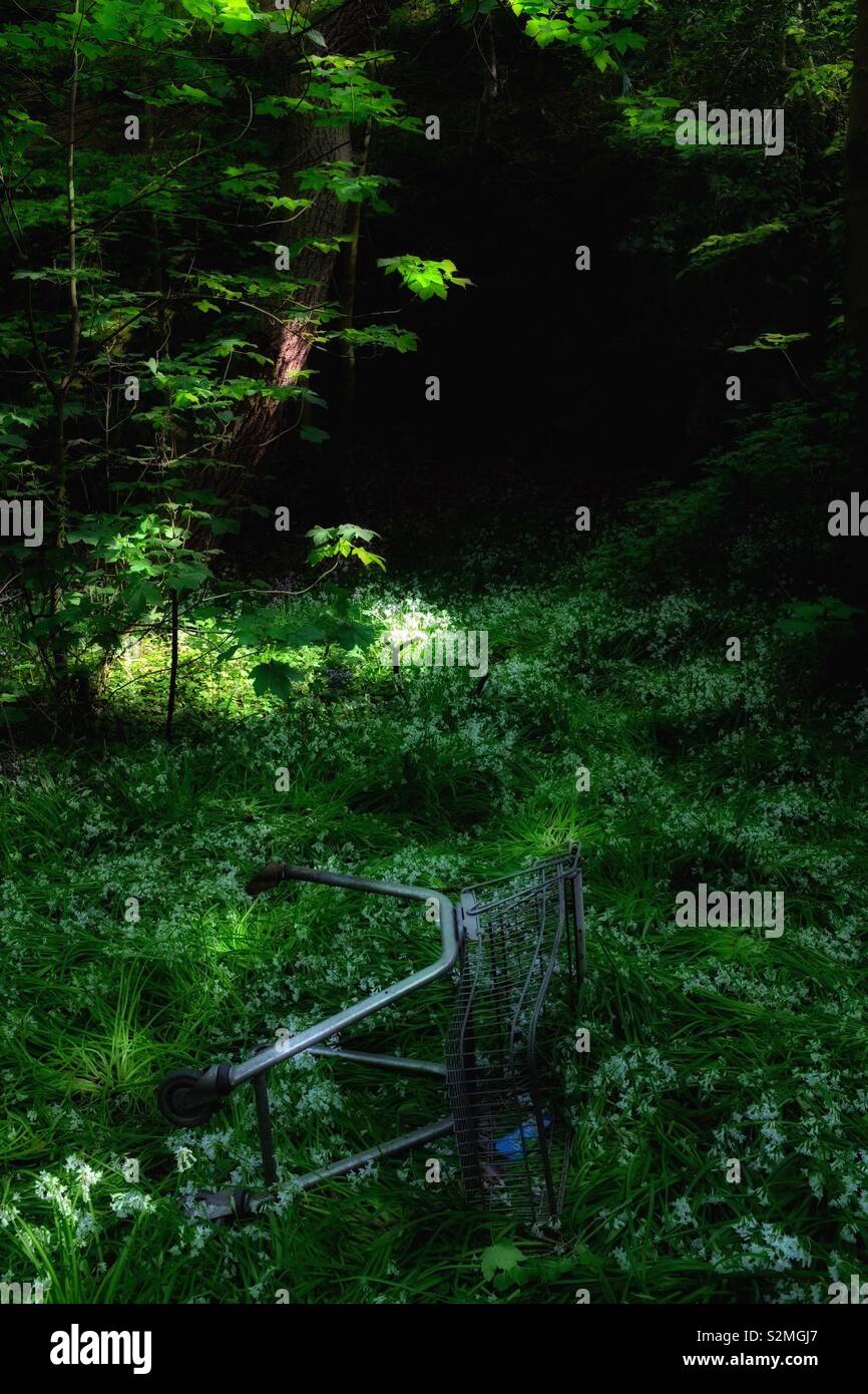 Idyllic Woodland Scene With Supermarket Trolley - Smartphone Captured Stock Image