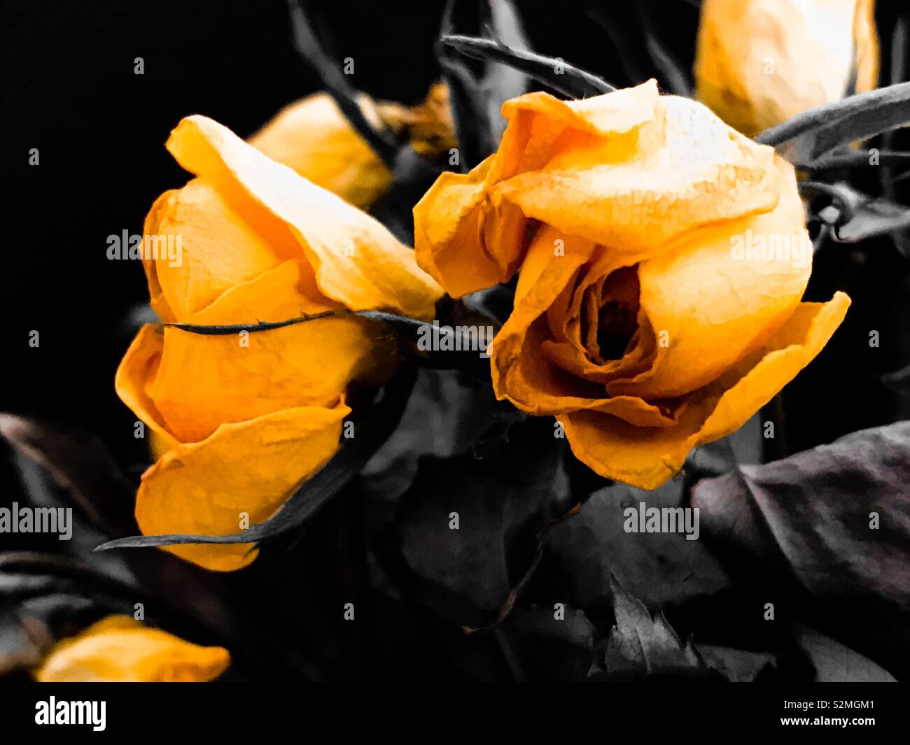 Dead dried flowers and buds Yellow Roses Stock Photo Alamy