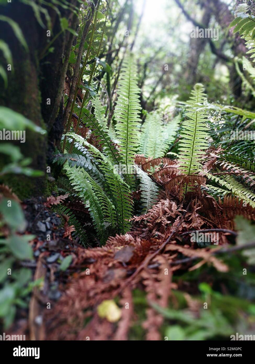 Tree ferns new zealand hi-res stock photography and images - Alamy
