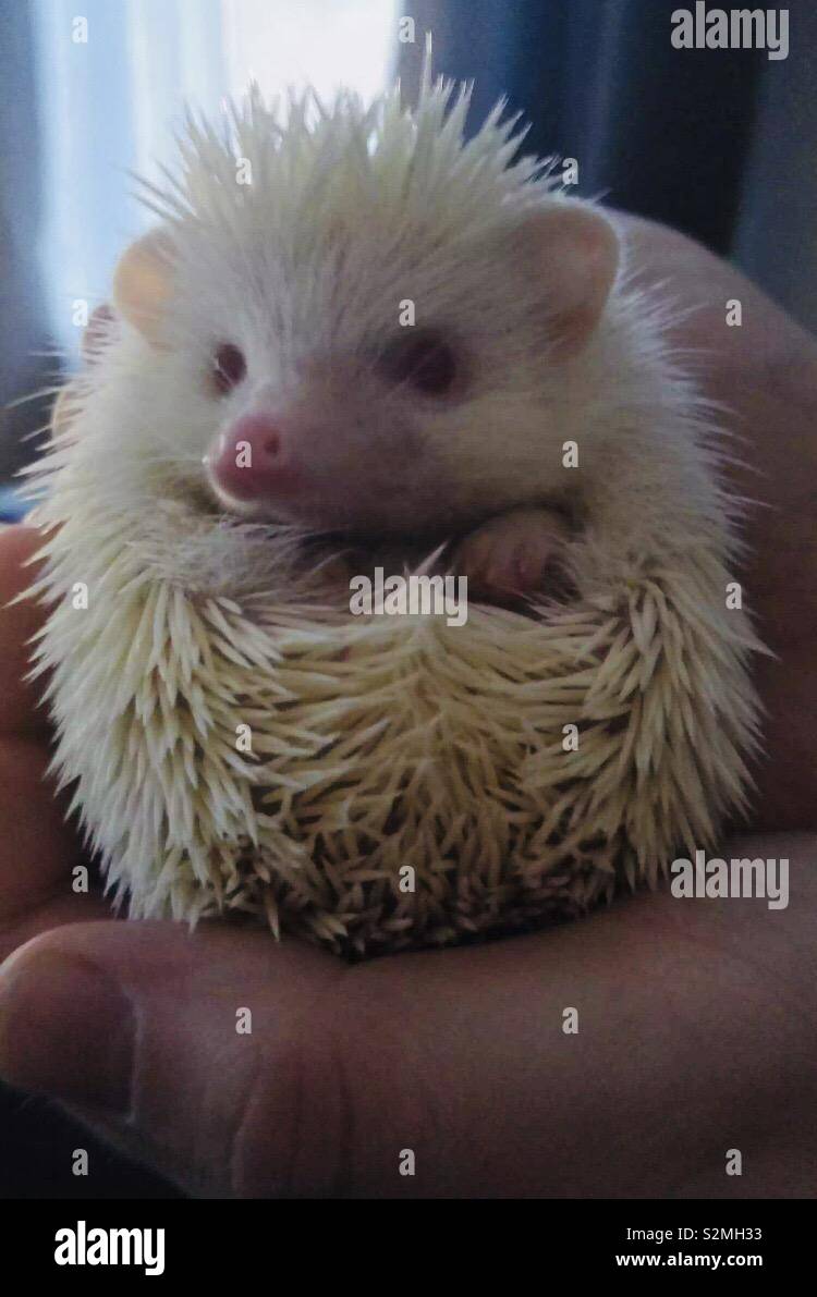 Albino baby hedgehog, Pygmy Stock Photo - Alamy