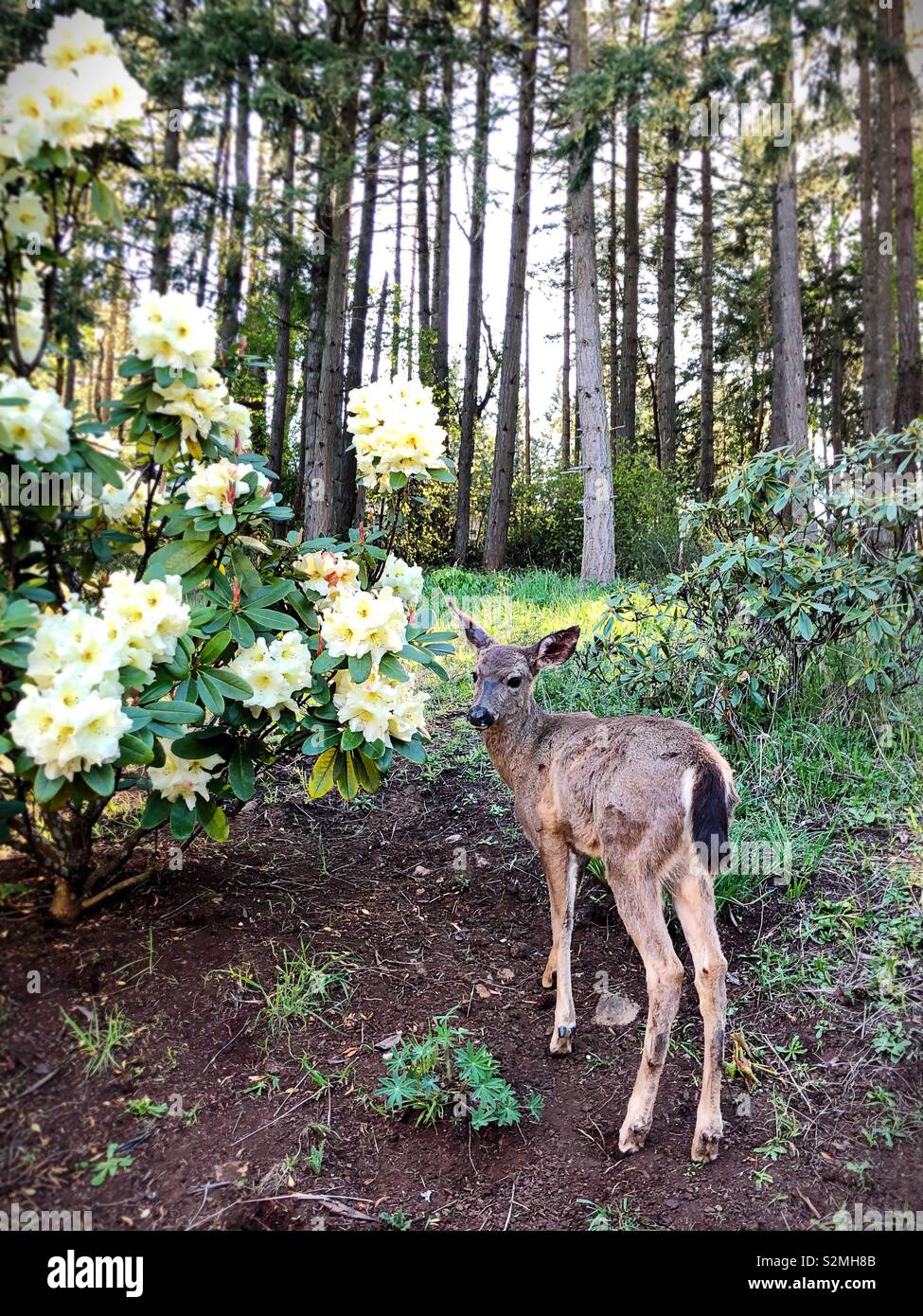 A young deer next to a rhododendron bush in Eugene, Oregon, USA. Stock Photo