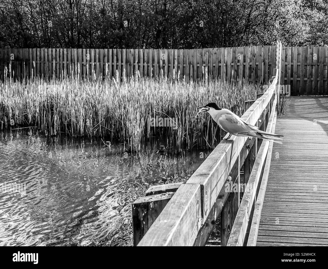 Black and white image of a common term (sterna hirundo) perched on a fence with a freshly caught fish - Smartphone Captured Stock Image