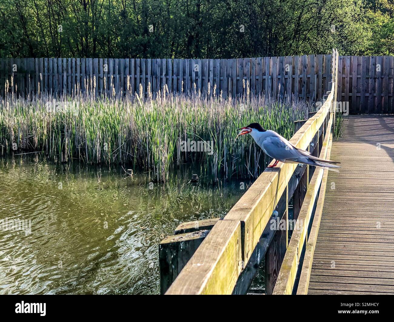 Captured on iPhone X Common tern (sterna hirundo) with fish in beakbat sunset - Smartphone Captured Stock Image