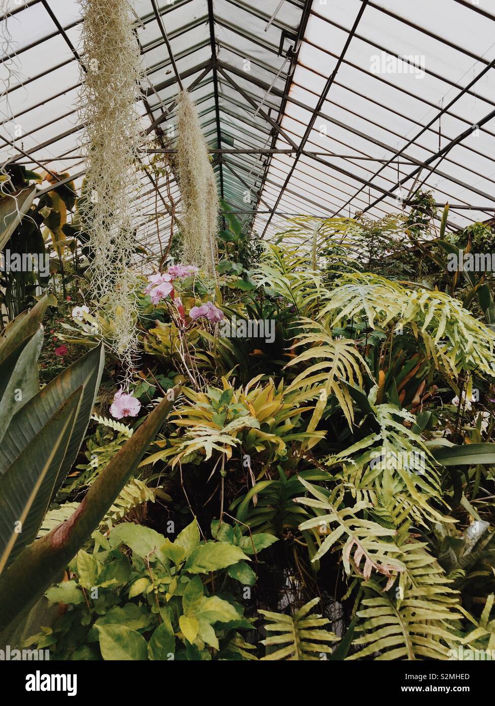 Swathe of fauna in giant green house Stock Photo