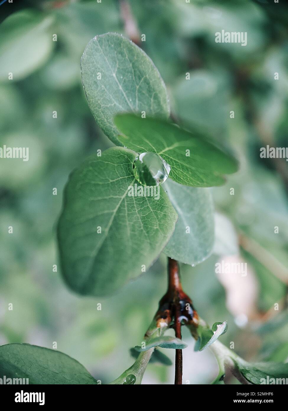 A rain drop sits between two green leaves after a spring rain. April 2019 Stock Photo