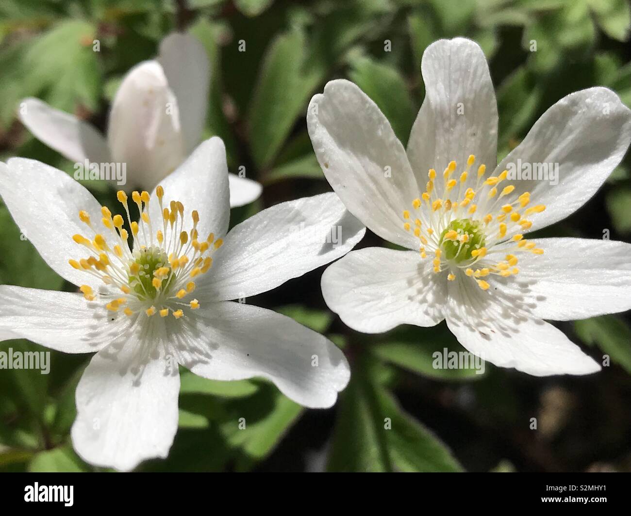 Wood Anemone Flowers - Anemone Nemorosa - First spring flowers blooming in a forest Stock Photo