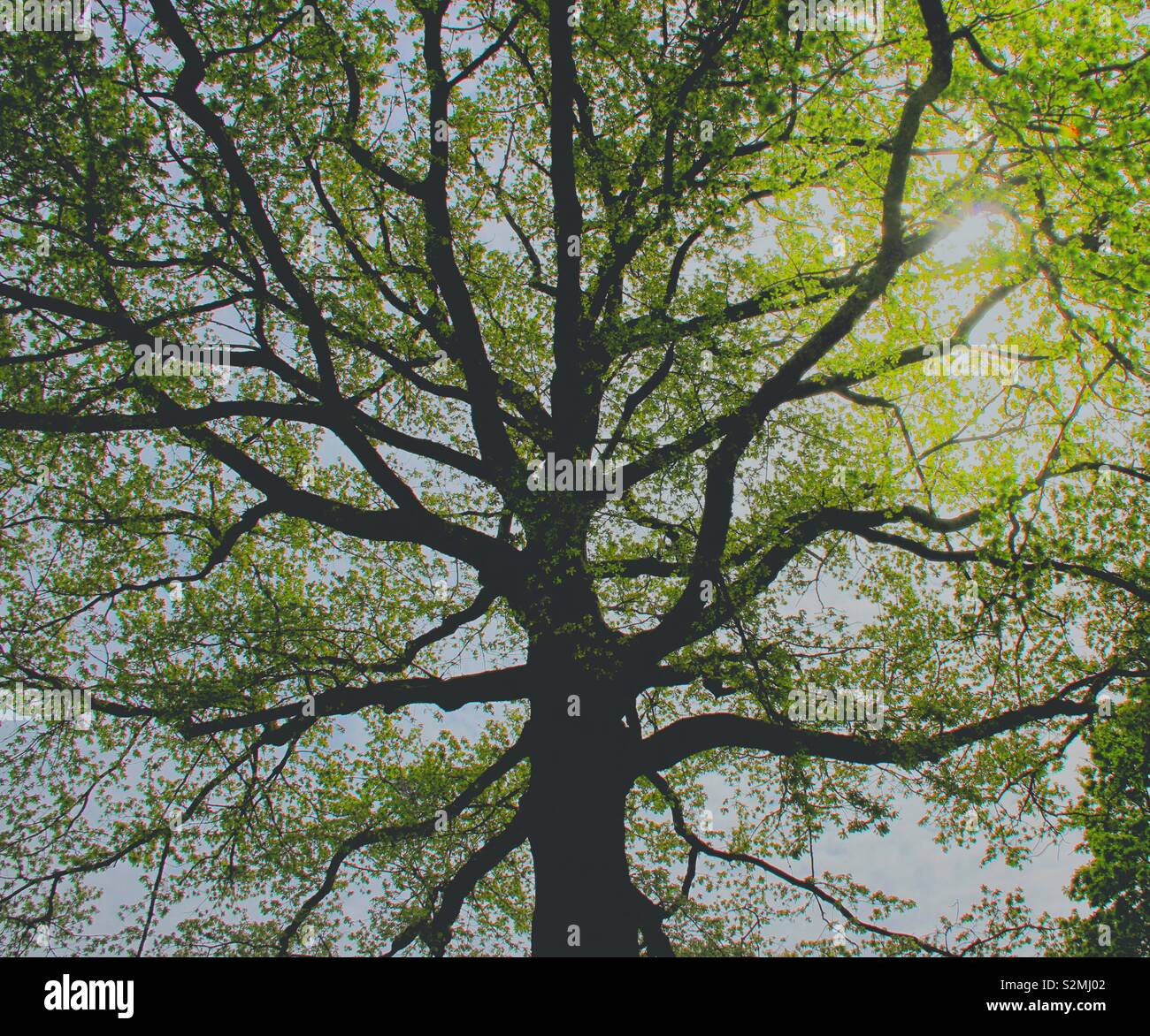 The veins of life! - Smartphone Captured Stock Image