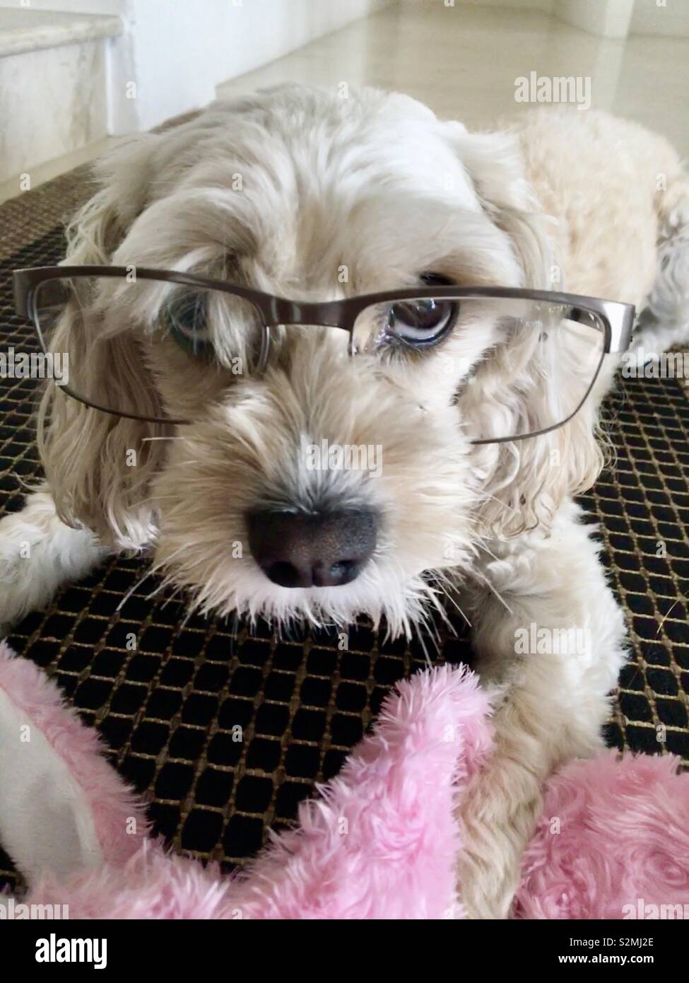 Dog with glasses Stock Photo Alamy