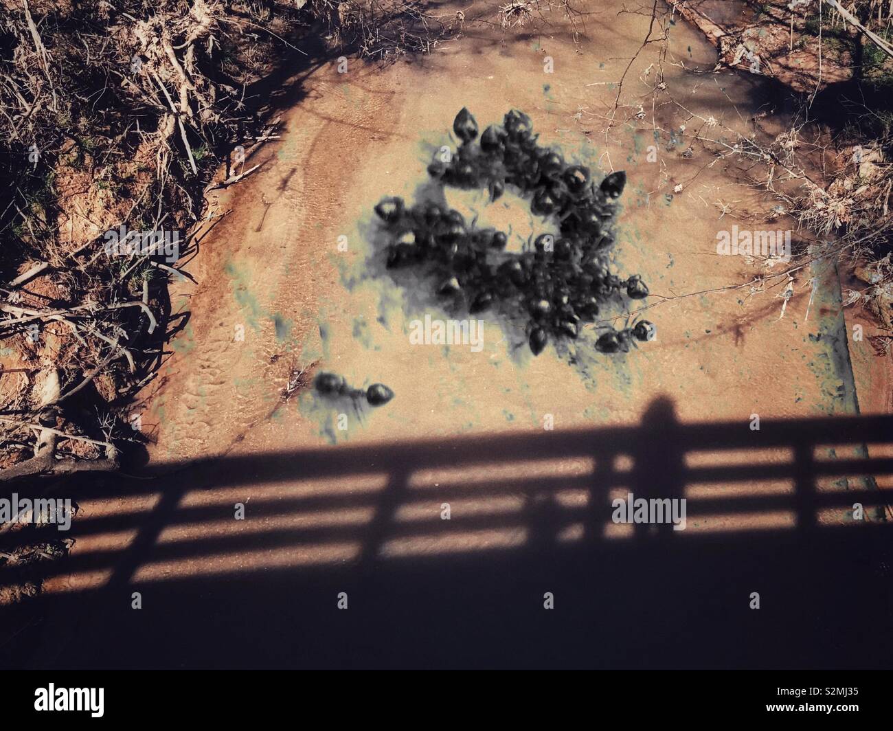 #doubleexposure. Giant ants appear to be forming a ring (synchronized swimming?) in muddy creek with bridge shadow - Smartphone Captured Stock Image