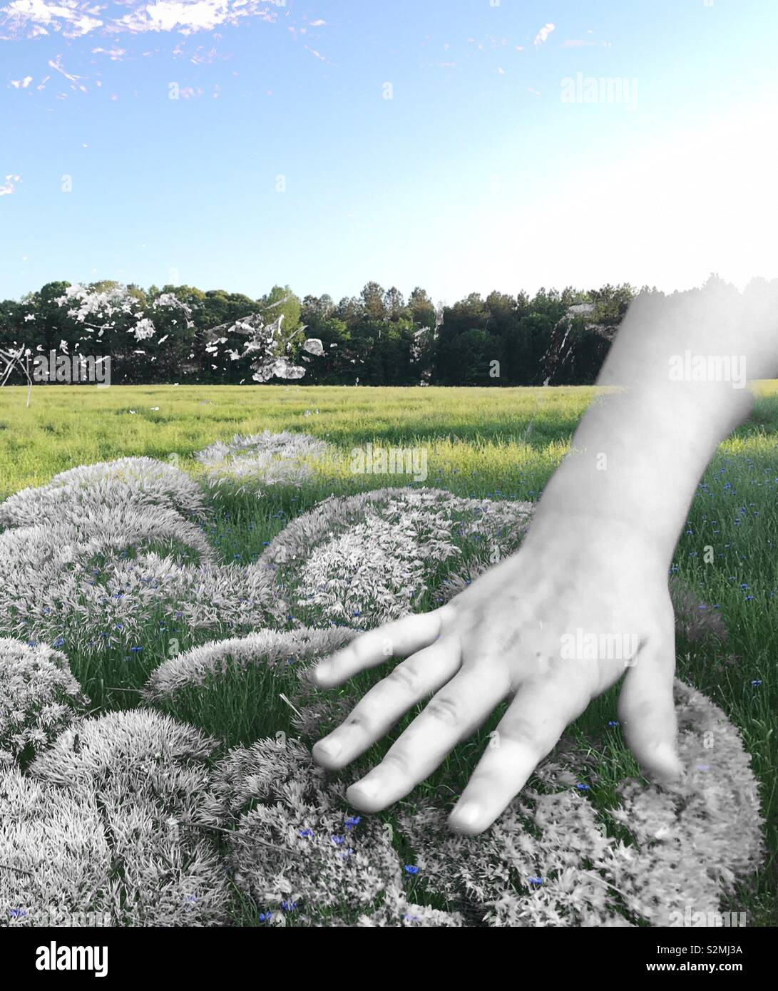 #doubleexposure child’s hand appears to reach from sky to touch earth in green field - Smartphone Captured Stock Image