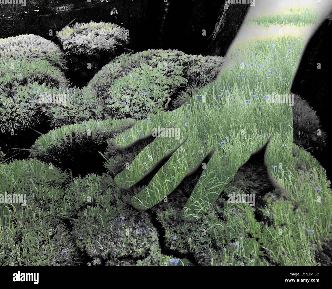 #doubleexposure child’s hand,seemingly made of green grass and blue field flowers, touches moss - Smartphone Captured Stock Image