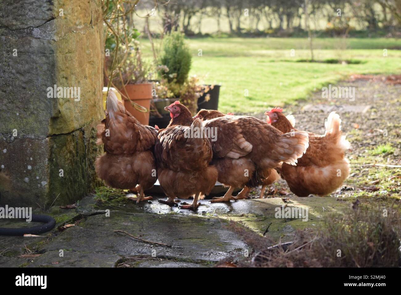 Hens in the garden Stock Photo Alamy