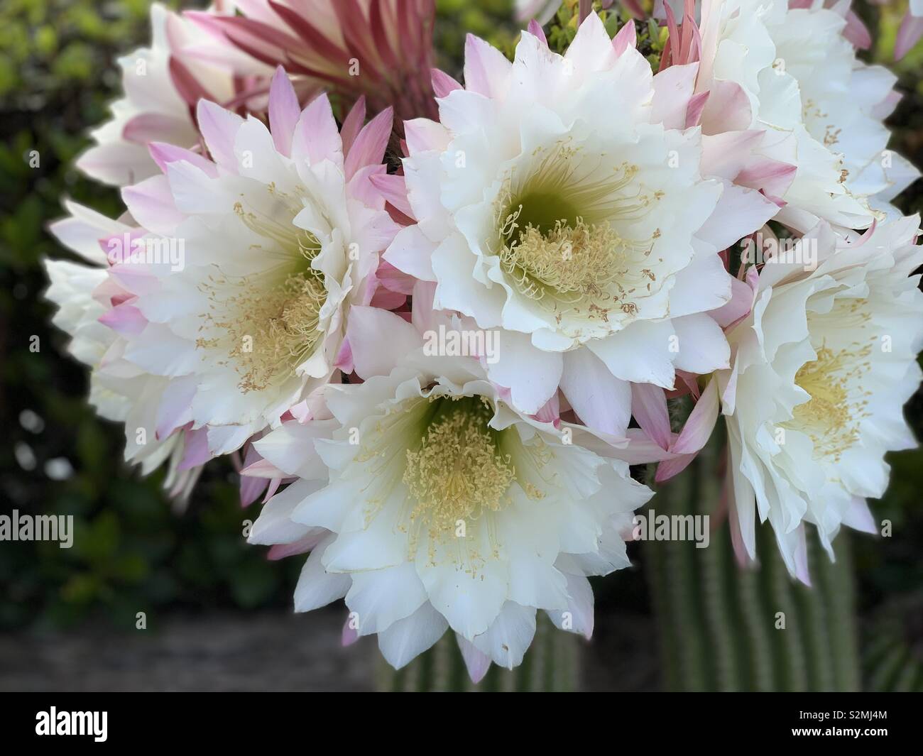 Cactus flowers Stock Photo