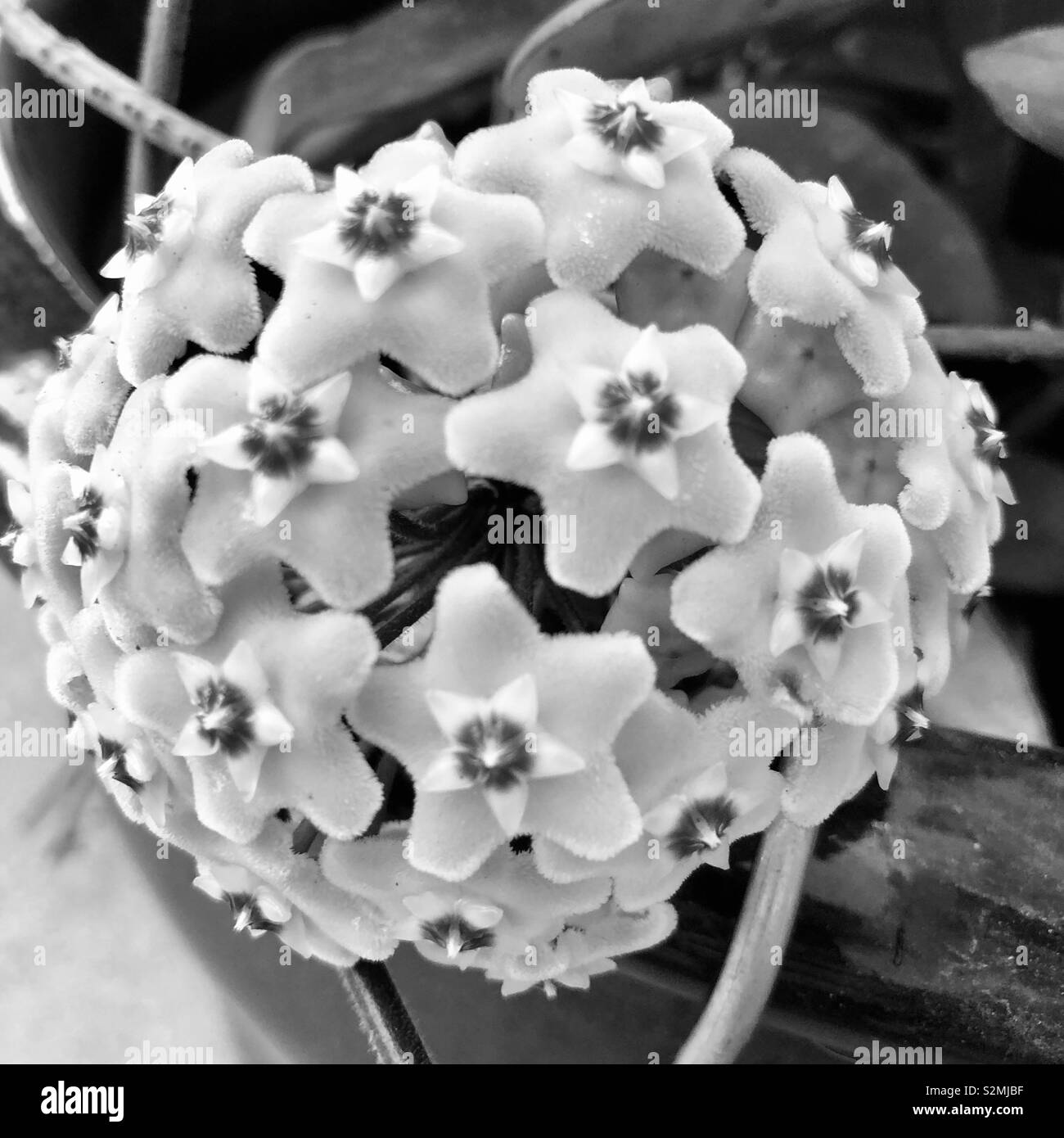 Hoya flower - black and white Stock Photo