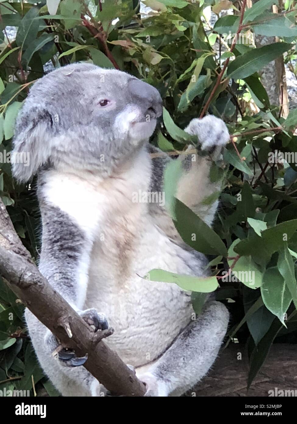 Koala munching on eucalyptus leaves Stock Photo