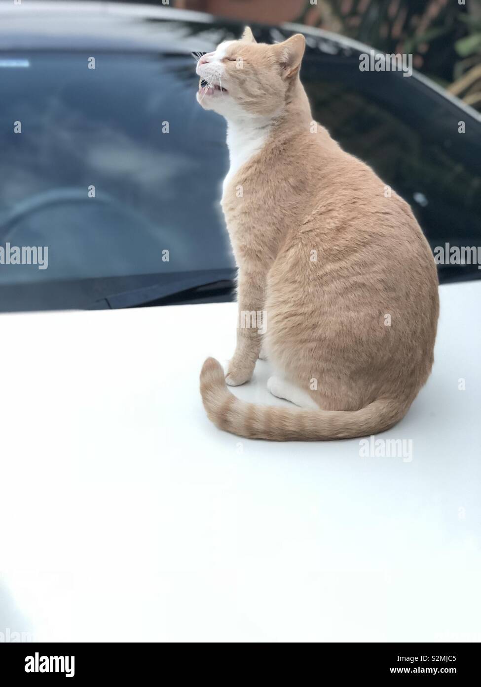 Laughing cat on the car Stock Photo Alamy