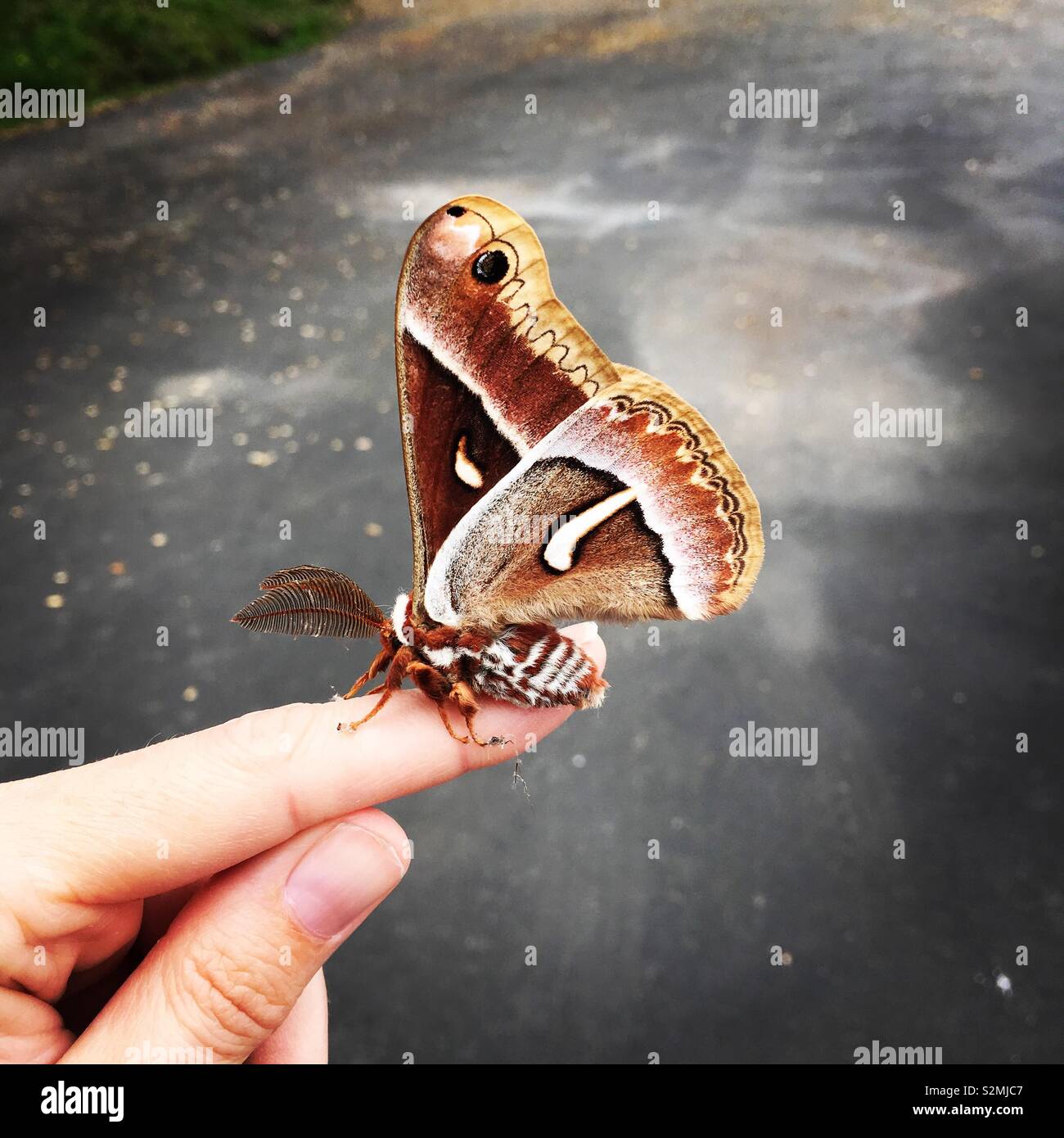A large moth resting on a woman’s finger. Stock Photo