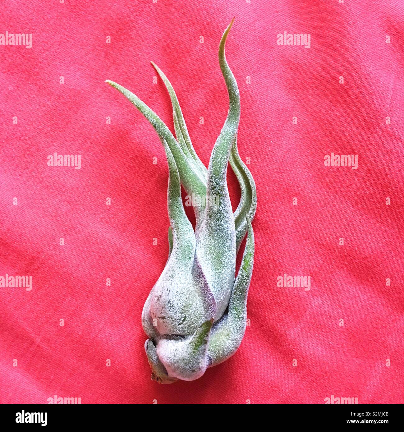 An air plant against a dark pink background. Stock Photo