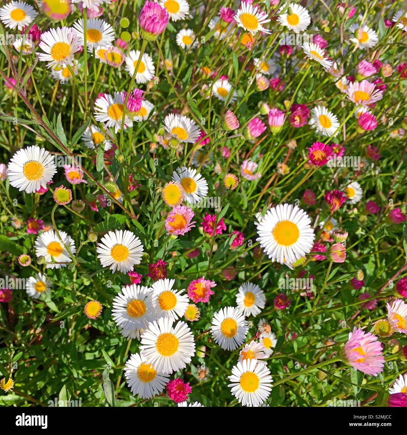 Colorful Spring flowers. Stock Photo